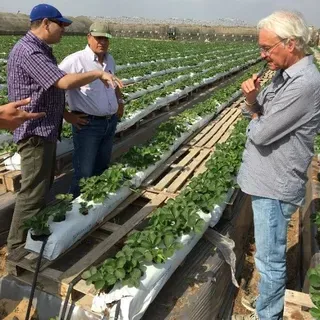 thumbnail for publication: UF/IFAS Strawberries beyond the USA: A Success Story from Egypt